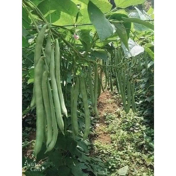 15 GR HẠT ĐỖ CO VE LEO GIÀN CAO SẢN NĂNG XUẤT CAO GIỐNG MỚI SIÊU TRÁI