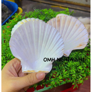 KHAY ĐỰNG THỨC ĂN CHO OMH - KHAY SÒ ĐIỆP