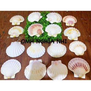 KHAY ĐỰNG THỨC ĂN CHO OMH - KHAY SÒ ĐIỆP