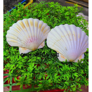 KHAY ĐỰNG THỨC ĂN CHO OMH - KHAY SÒ ĐIỆP