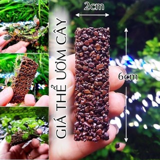 Giá thể napad ươm cây ráy bucep napad...
