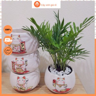 Cây cau tiểu trâm để bàn lọc không khí, mang lại may mắn( tặng phân bón+ đá trang trí cây)