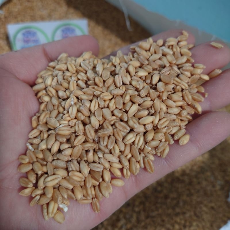 [Quận 12- Gói 500G - 1KG] Lúa mì thức ăn gia cầm, gà, hamster