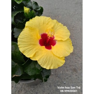(VHST giao TP.HCM trong ngày) CÂY HOA DÂM BỤT/RÂM BỤT Thái hoa vàng đơn.