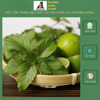 Hạt giống bạc hà âu 0.2g