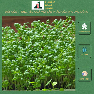 Hạt giống cải mầm - gói 100g