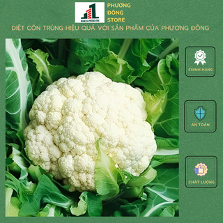Hạt giống bông cải trắng 0.3g