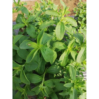 Cỏ ngọt khô 1kg ( hàng phơi tư nhiên, sạch đẹp ) LOẠI 1