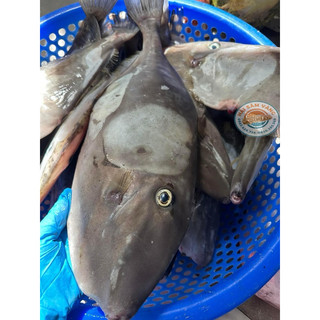 CÁ BÒ DA TRẮNG NHA TRANG (1-2kg/con đã làm sạch)