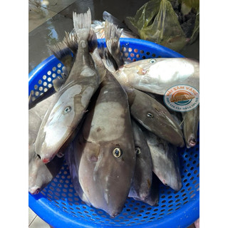CÁ BÒ DA TRẮNG NHA TRANG (1-2kg/con đã làm sạch)