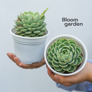 Sen đá Vân Mai - Echeveria "Ben badis" - Sen size trung (8-10cm) - Hàng siêu già, cứng cáp, chuẩn form | Bloo