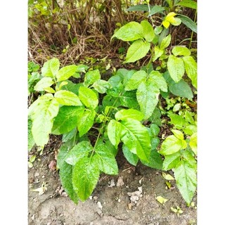 Cây giống xuyến chi. 1 cây