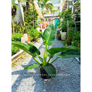 Cây trầu bà đế vương xanh 50-60cm