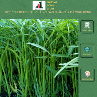 Hạt giống rau muống 100g