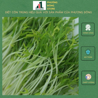 Hạt giống rau muống mầm 100g