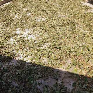 (Dược liệu khô) Cây An Xoa 500g phơi khô