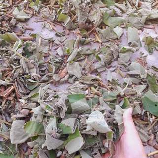 (Dược liệu khô) Cây An Xoa 500g phơi khô