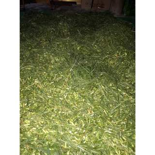 (Dược liệu khô) Cỏ Mần Trầu 500g phơi khô
