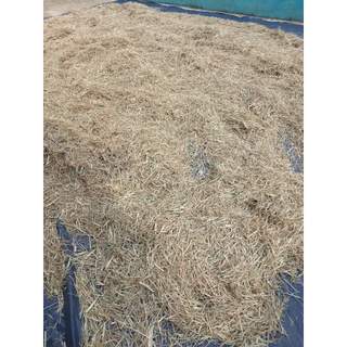 (Dược liệu khô) Cỏ Mần Trầu 500g phơi khô