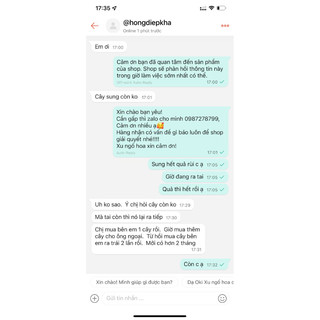 Cây sung nếp siêu quả giống mới sẵn quả trồng chậu