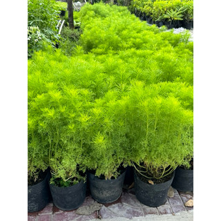cây thì là kiểng ( cây tùng nam mỹ )