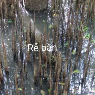 HOA/LÁ BẦN, VỎ BẦN, CẬC BẦN (1kg)