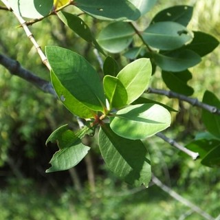 HOA/LÁ BẦN, VỎ BẦN, CẬC BẦN (1kg)