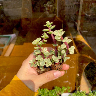 Sen Đá Đôla Trắng Mini ( 2-3cm ) - *Đơn 80k : 14h->21h có quà tặng ạ