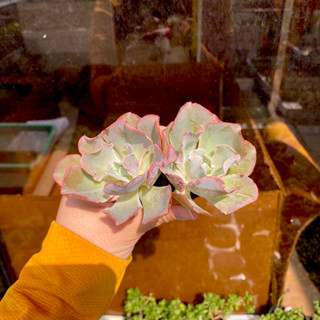 Sen Đá Bắp Cải Đỏ Mini ( 2-3cm ) - Khách đọc Khuyến mãi kế bên hình ảnh ạ