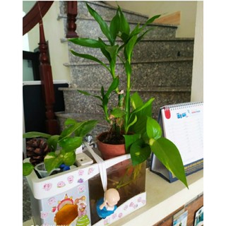 1 cành nhỏ của cây phát lộc về trồng đất hoặc nước thủy sinh đều được