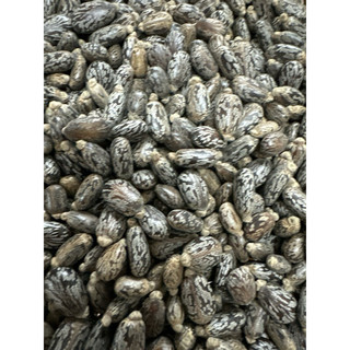 Hạt thầu dầu  tía  kích  mọc  tóc  100gr