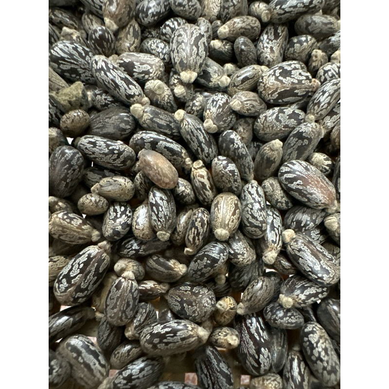 Hạt thầu dầu  tía  kích  mọc  tóc  100gr