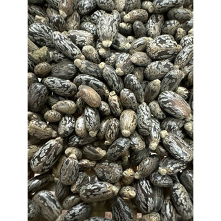 Hạt thầu dầu tía kích mọc tóc 100gr
