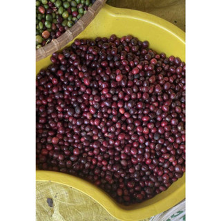 1kg hạt giống cà phê lá xoài