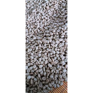 1kg hạt giống cà phê lá xoài