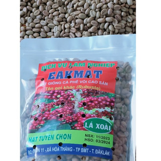 500gram hạt giống cà phê lá xoài