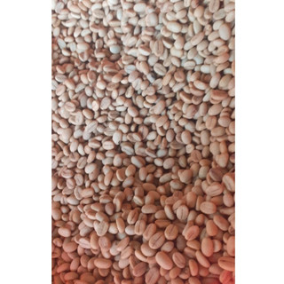 1kg hạt giống cà phê tr4