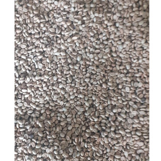 500gram hạt giống cà phê lá xoài