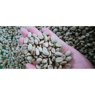 500gram hạt giống cà phê lá xoài