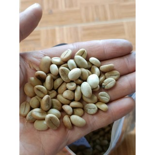 500gram hạt giống cà phê TR4