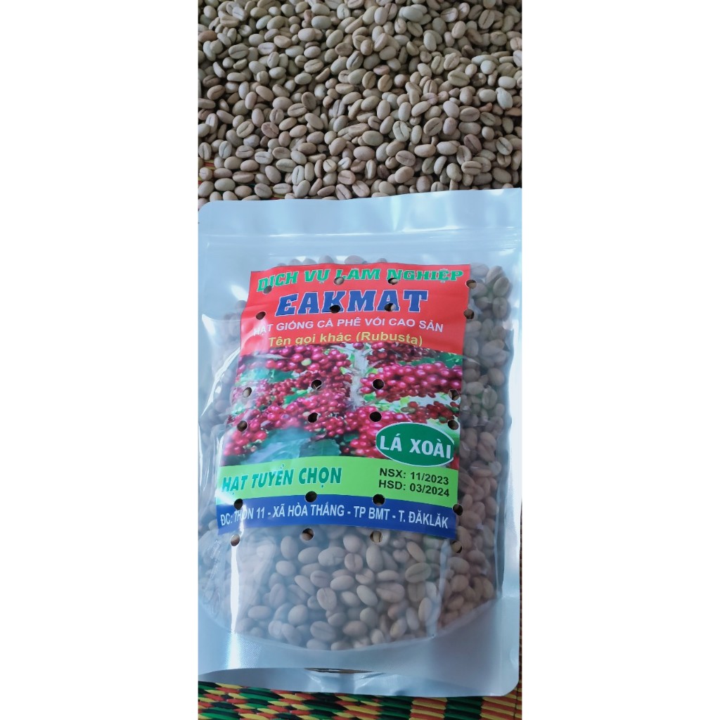 1kg hạt giống cà phê lá xoài