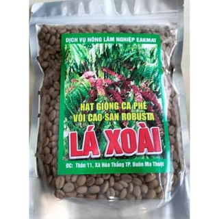 1kg hạt giống cà phê lá xoài