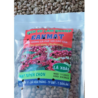 1kg hạt giống cà phê lá xoài