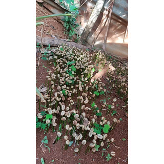 1kg hạt giống cà phê tr4