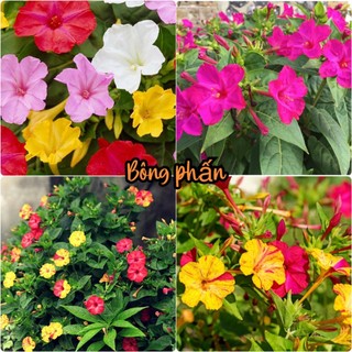 Hạt giống hoa bông phấn mix màu