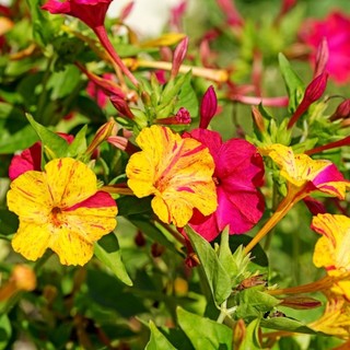 Hạt giống hoa bông phấn mix màu