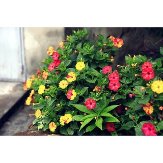 Hạt giống hoa bông phấn mix màu