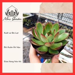 Sen đá viền lửa, viền đỏ 🔥free ship🔥 xuất xứ đà lạt, đã thuần khí hậu