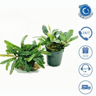 Cây thuỷ sinh BUCEP Ramdum dễ trồng, đẹp, ưa chuộng nhất hiện nay