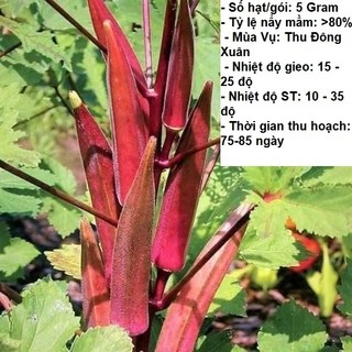 5Gram Hạt giống Đậu Bắp Đỏ-MINSHOP889